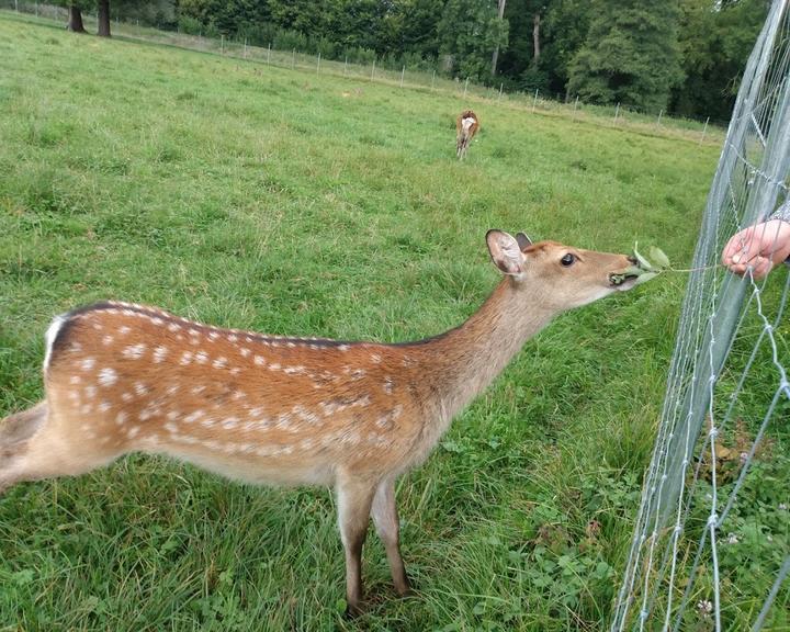 Wild- Und Freizeitpark